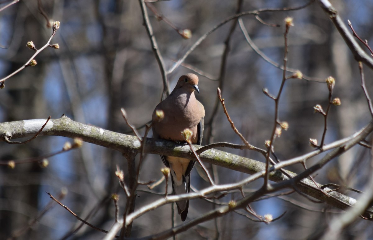Mourning Dove - Anne Mytych