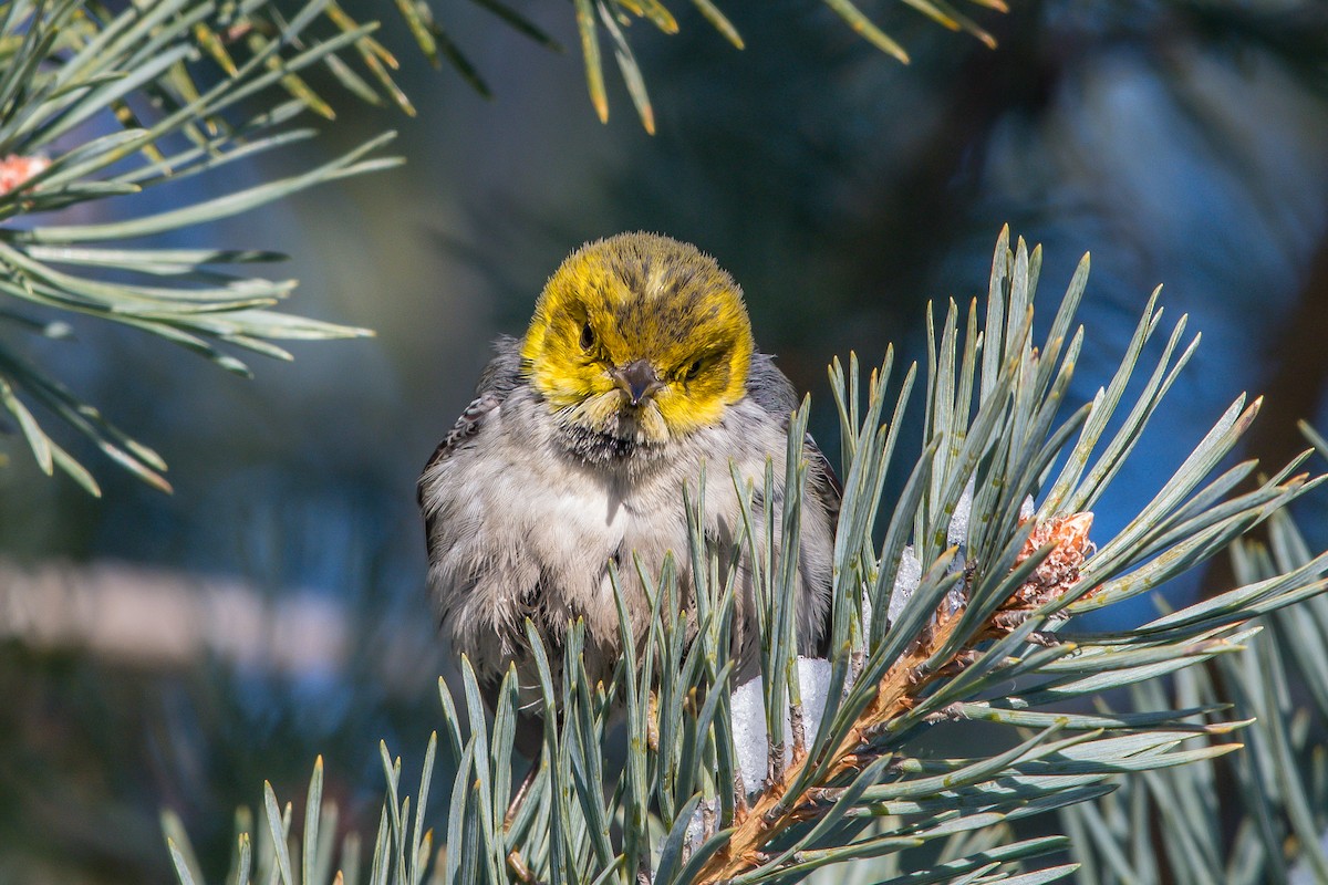 Paruline à tête jaune - ML199365131