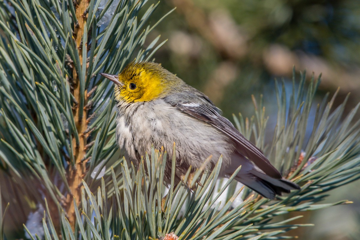 Paruline à tête jaune - ML199365151