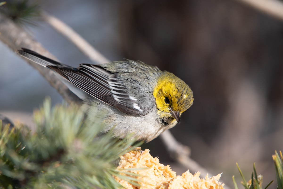 Hermit Warbler - ML199365191