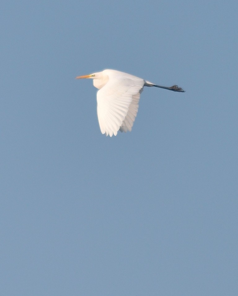 Great Egret - ML199365251