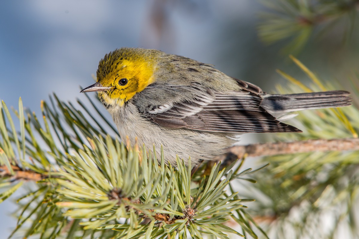 Hermit Warbler - Frank King