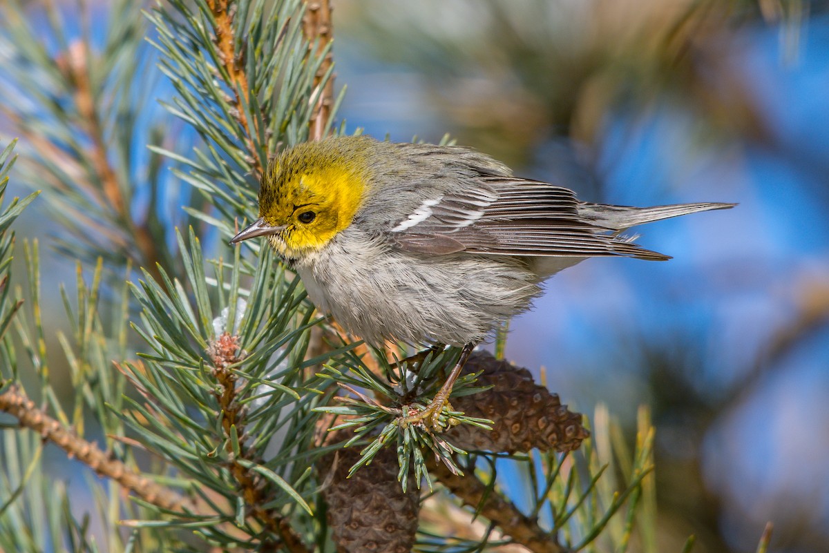 Hermit Warbler - ML199365361