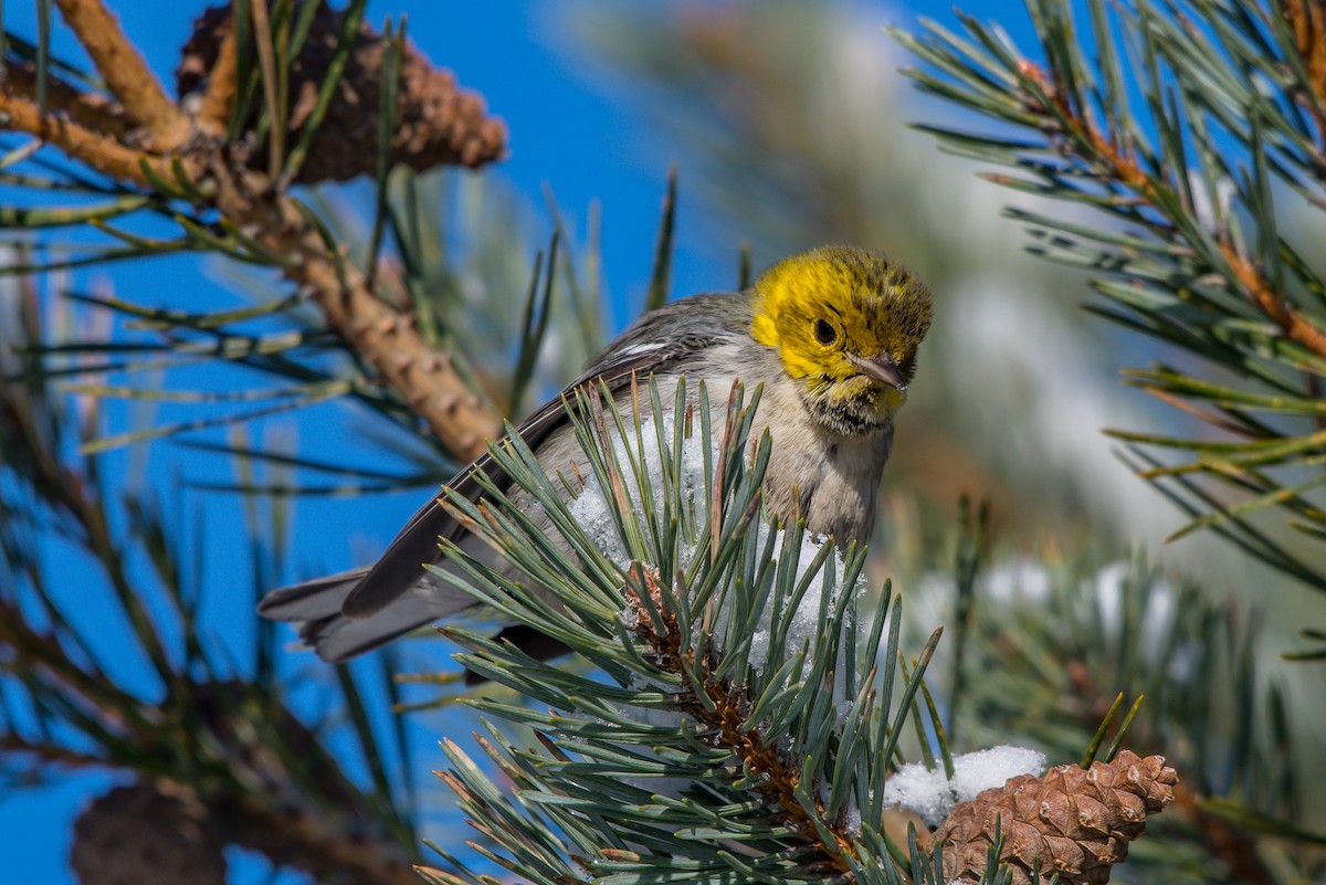 Hermit Warbler - ML199365401