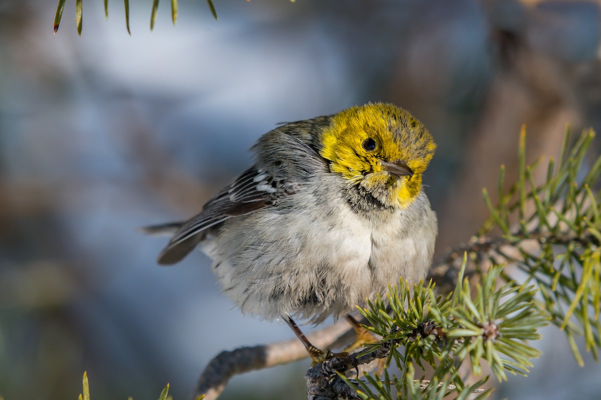 Hermit Warbler - ML199365431