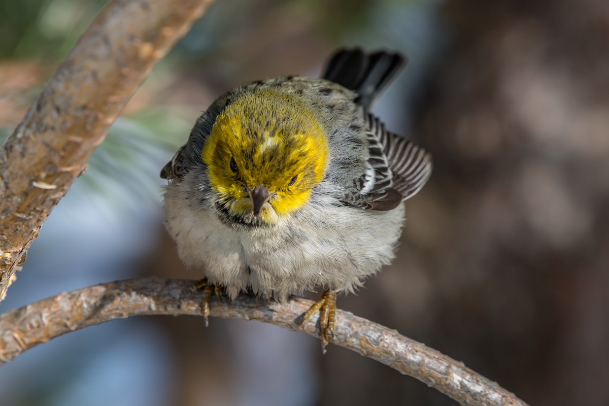 Paruline à tête jaune - ML199365501