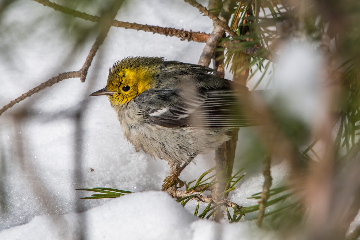 barnålparula - ML199365541