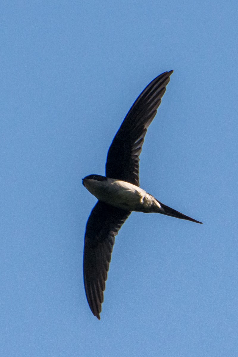 Gray-rumped Treeswift - William Stephens