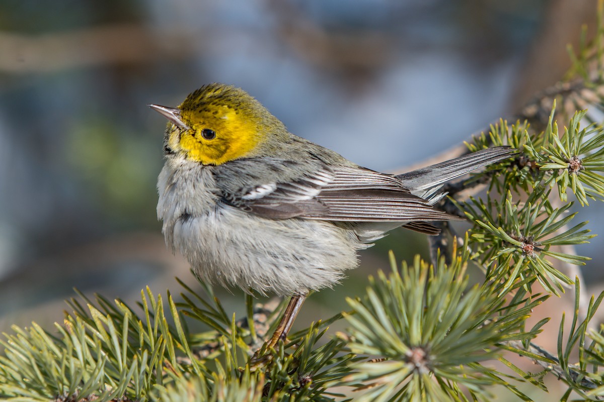 Hermit Warbler - ML199365651