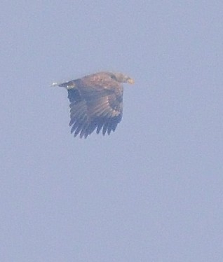 White-tailed Eagle - ML199365661