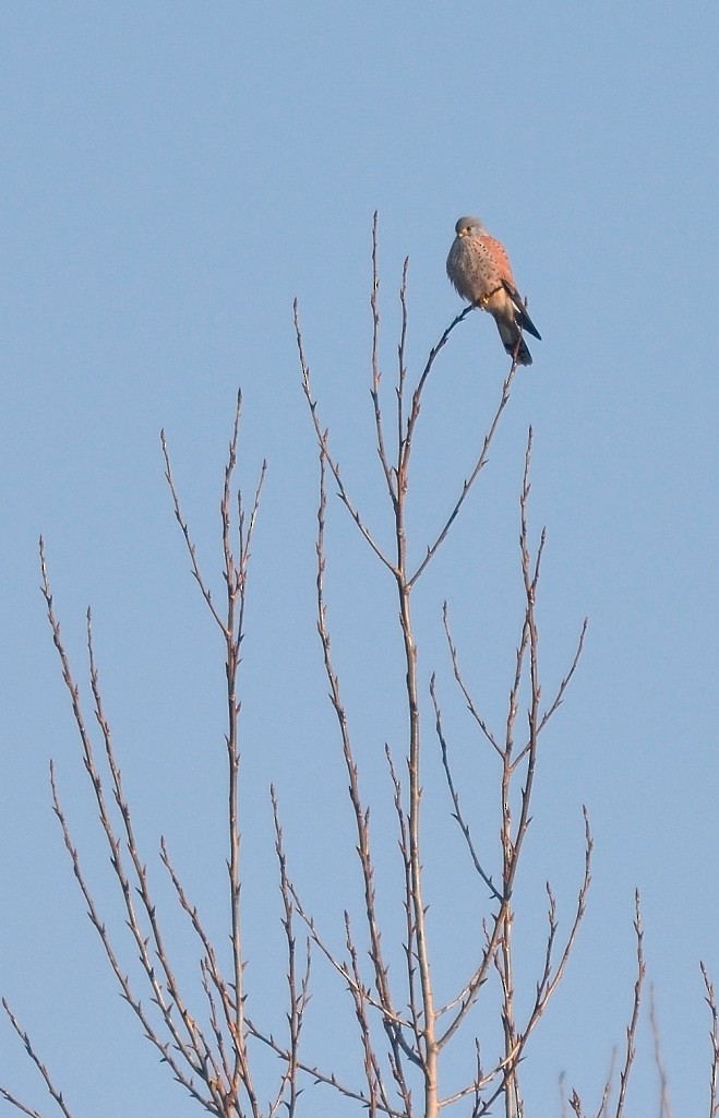 Eurasian Kestrel - ML199365801