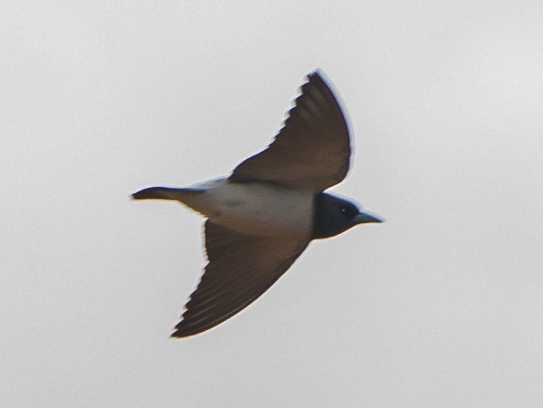 White-breasted Woodswallow - ML199365931