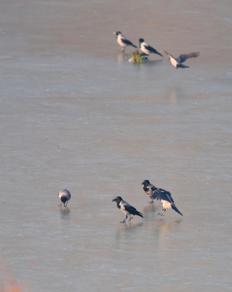 Hooded Crow - ML199366041