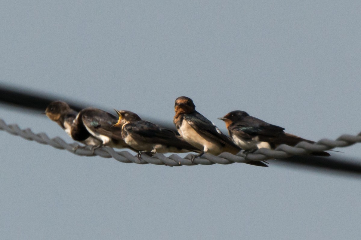 Barn Swallow - ML199366281