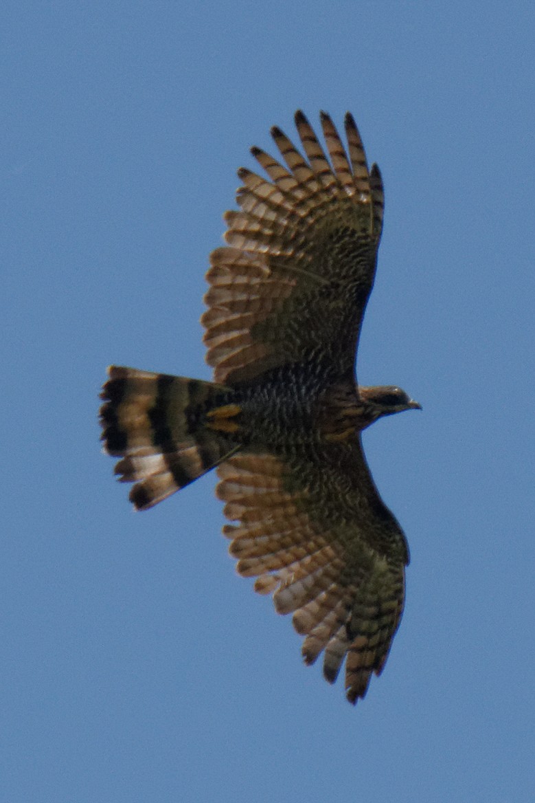 Sulawesi Honey-buzzard - ML199366641