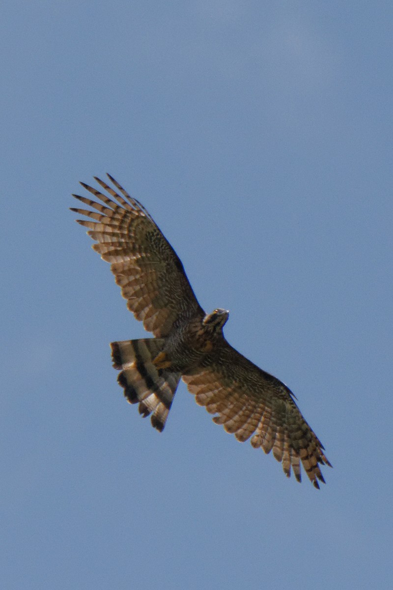 Sulawesi Honey-buzzard - ML199366651