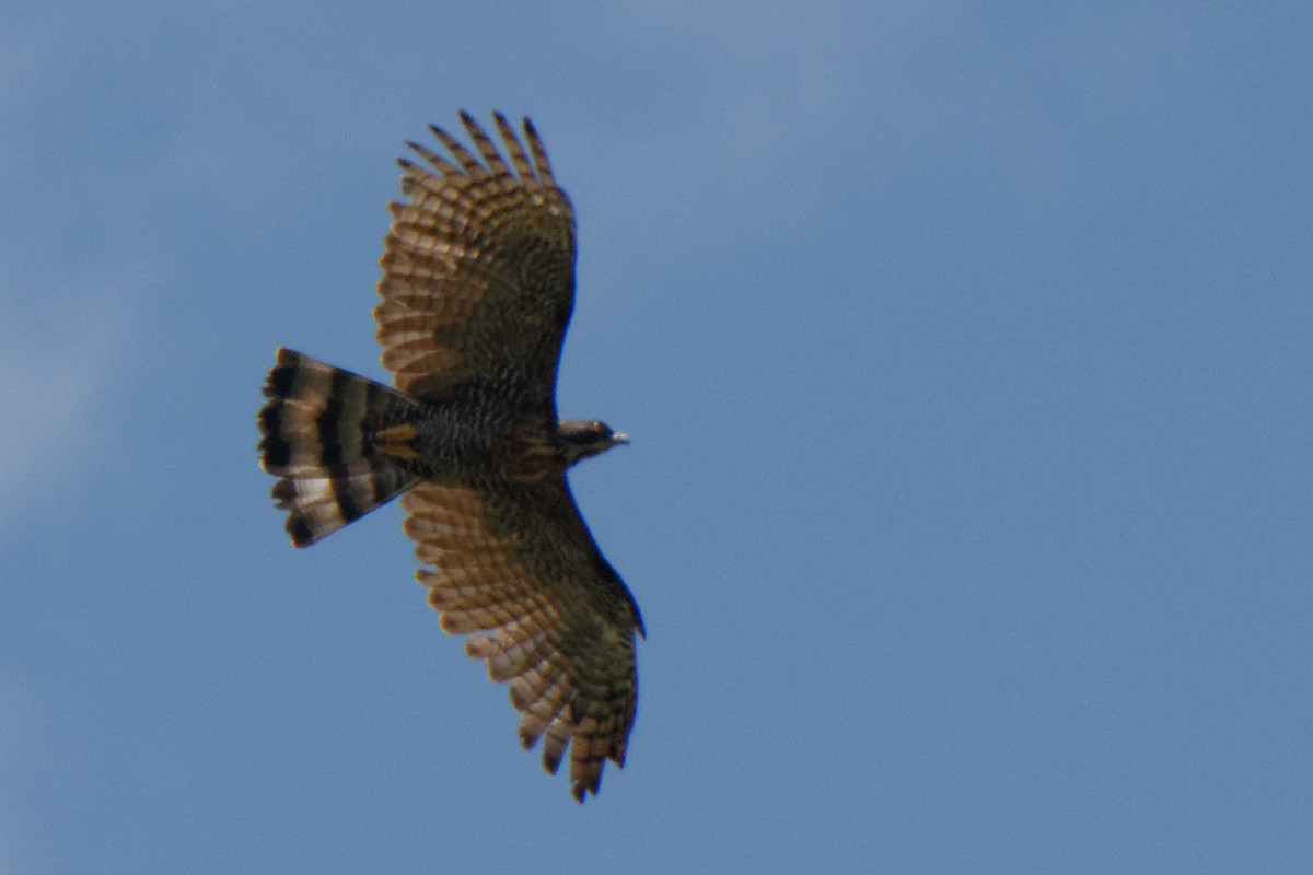 Sulawesi Honey-buzzard - ML199366661