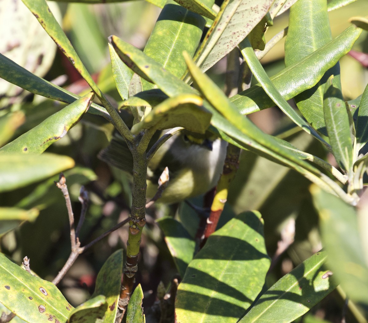 White-eyed Vireo - ML199366871