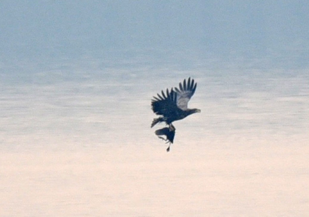 White-tailed Eagle - ML199367061