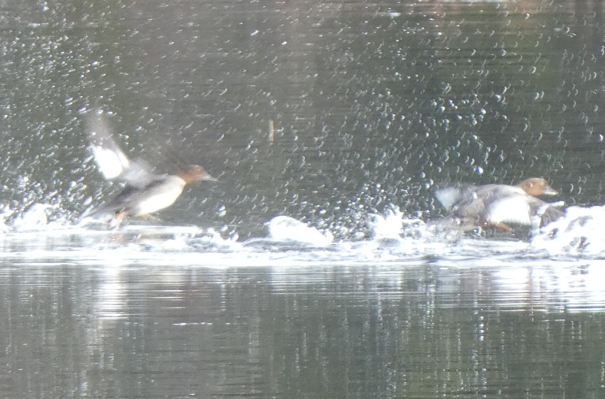 Common Goldeneye - ML199367721