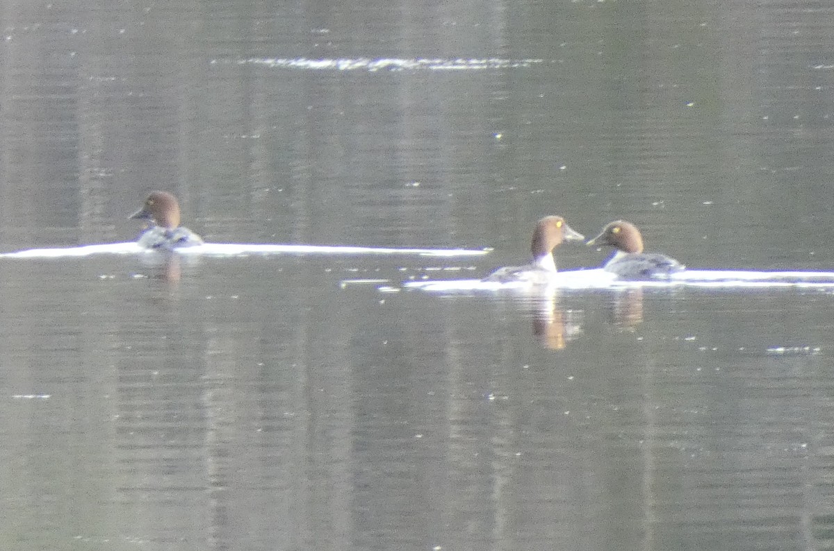 Common Goldeneye - ML199367731