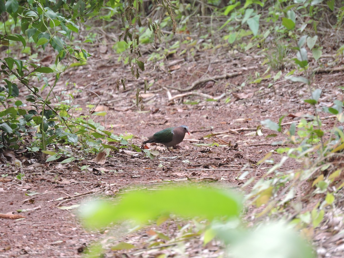 Asian Emerald Dove - ML199367751