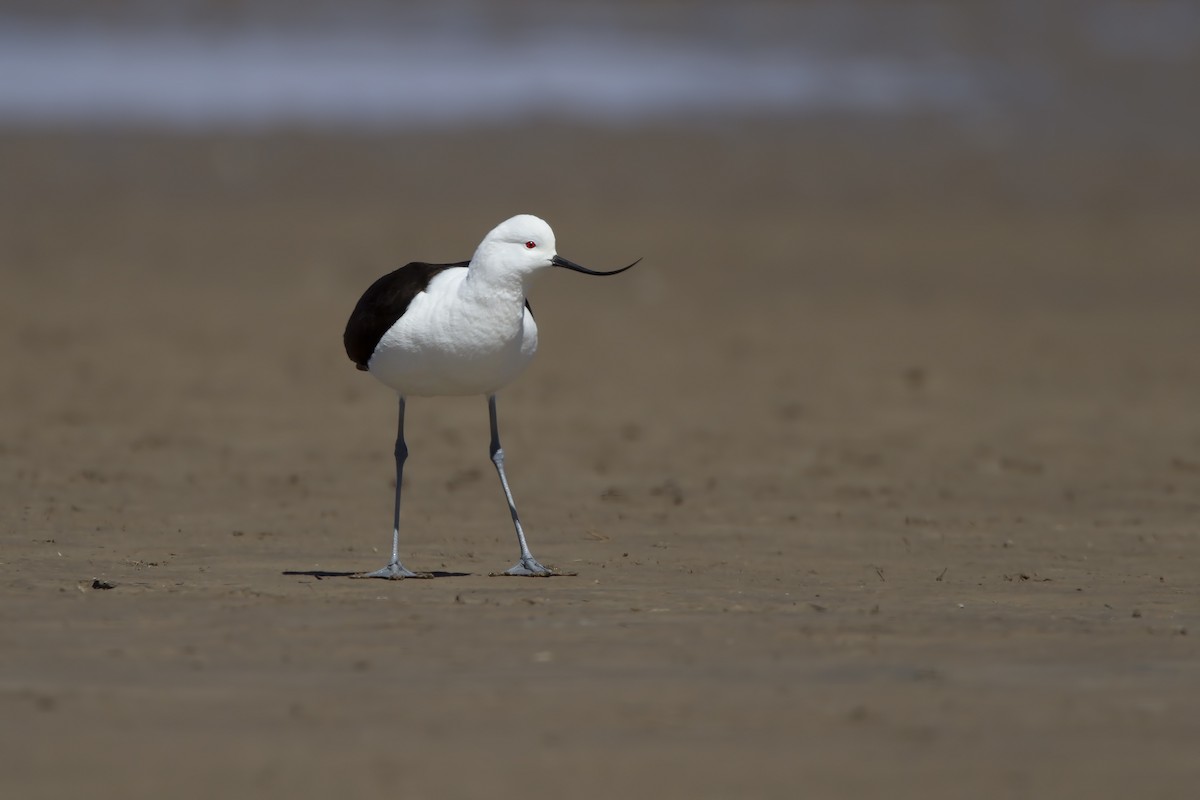 Andean Avocet - ML199367901