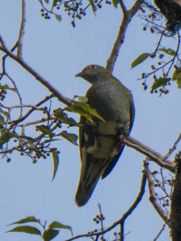 Superb Fruit-Dove - ML199368221