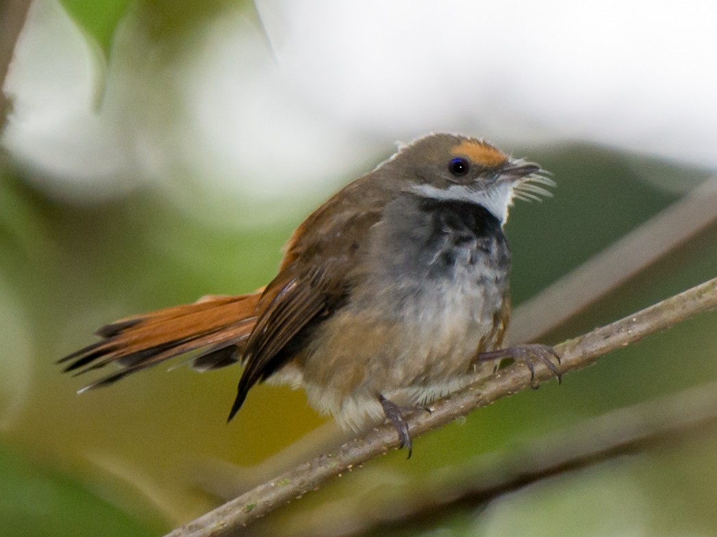 Sulawesi Fantail - ML199368781