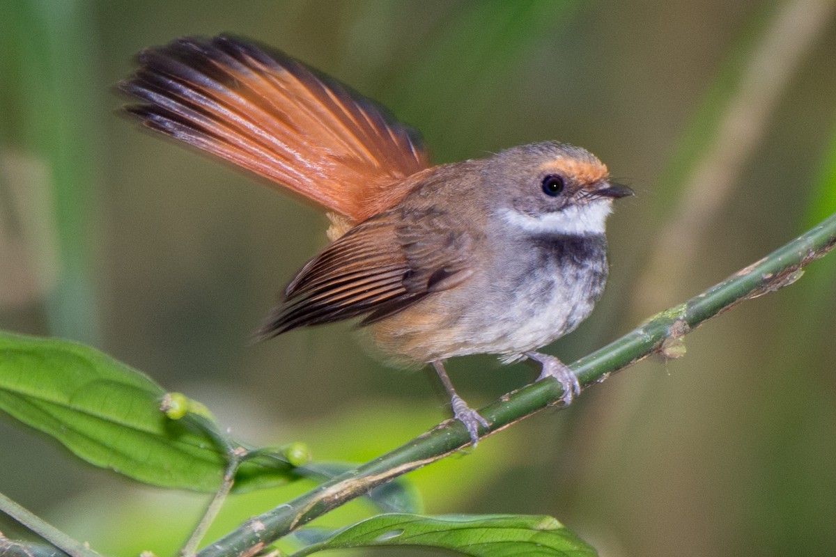 Sulawesi Fantail - William Stephens