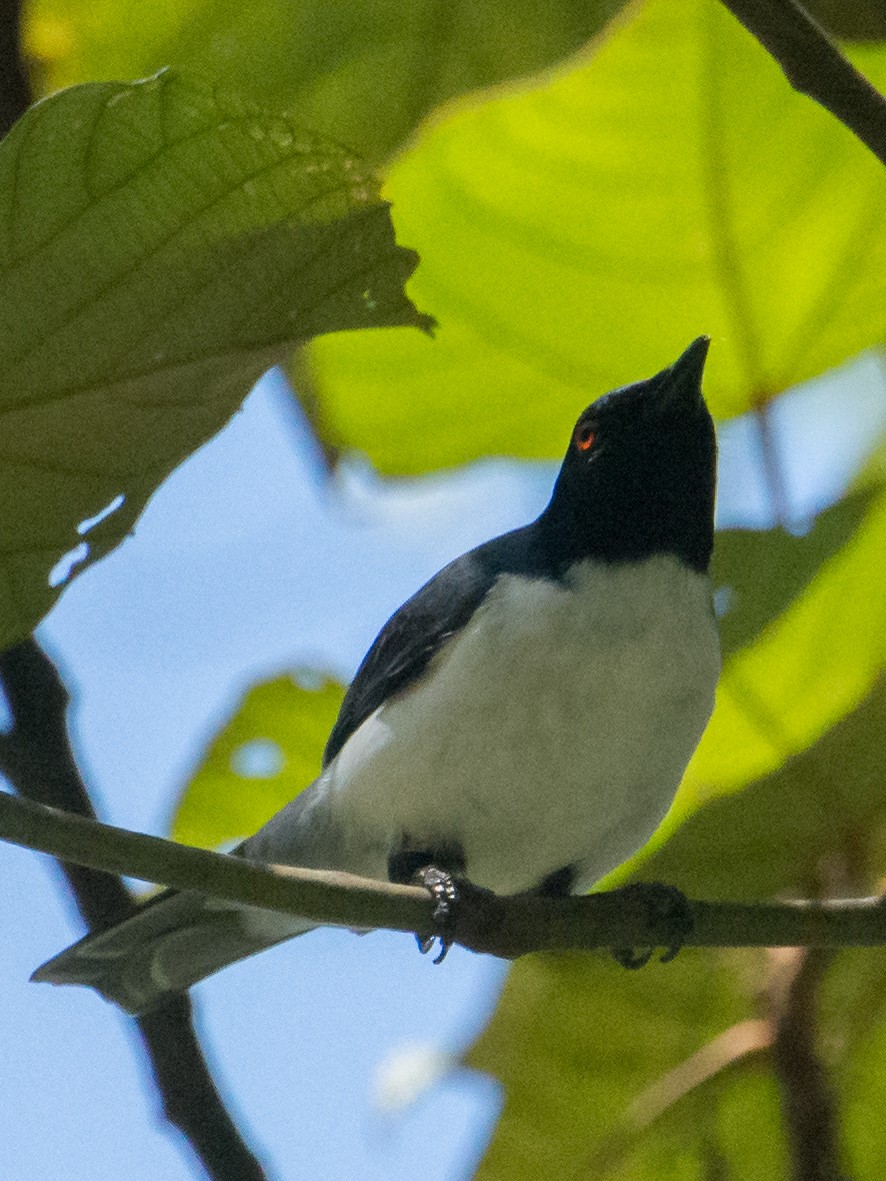 Pygmy Cuckooshrike - ML199369921