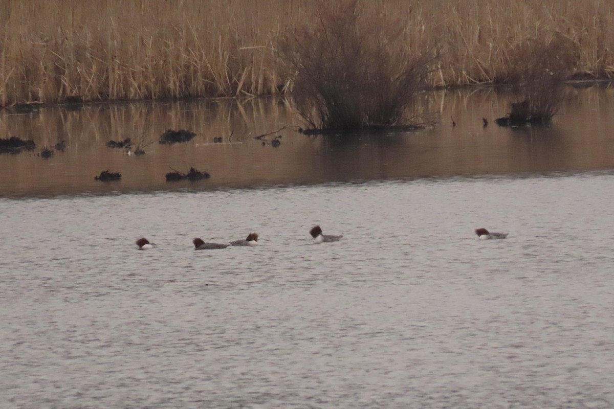 Common Merganser - ML199370611