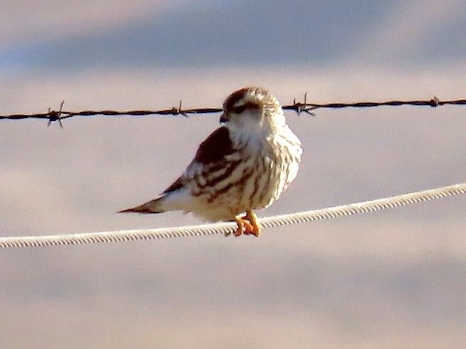 Merlin (richardsonii) - ML199370841