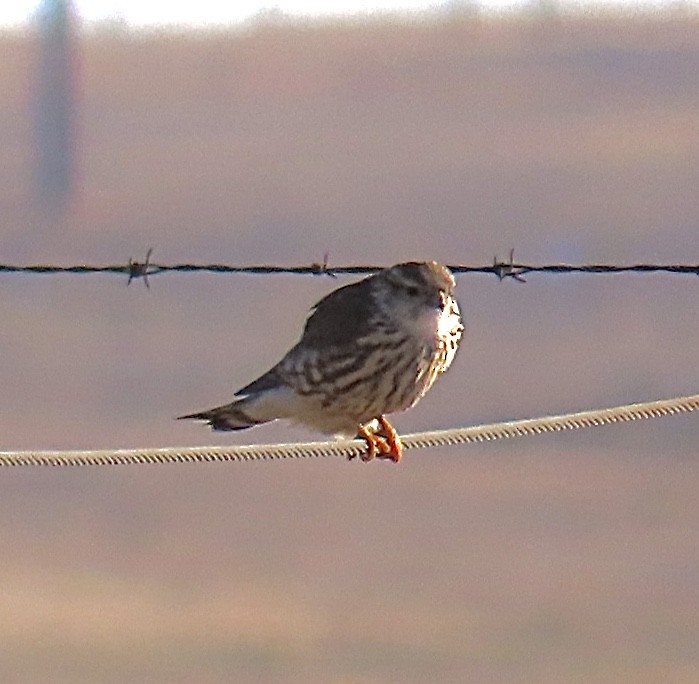 Belatz txikia (richardsonii) - ML199370851