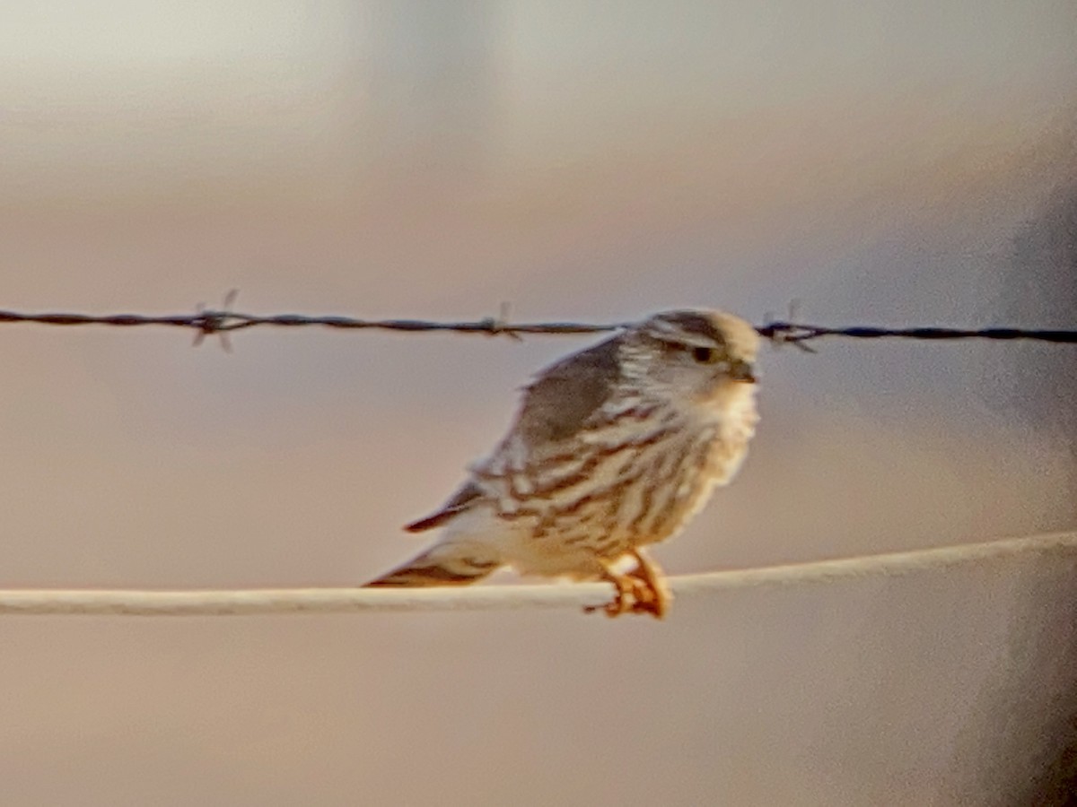 Merlin (Prairie) - ML199370901