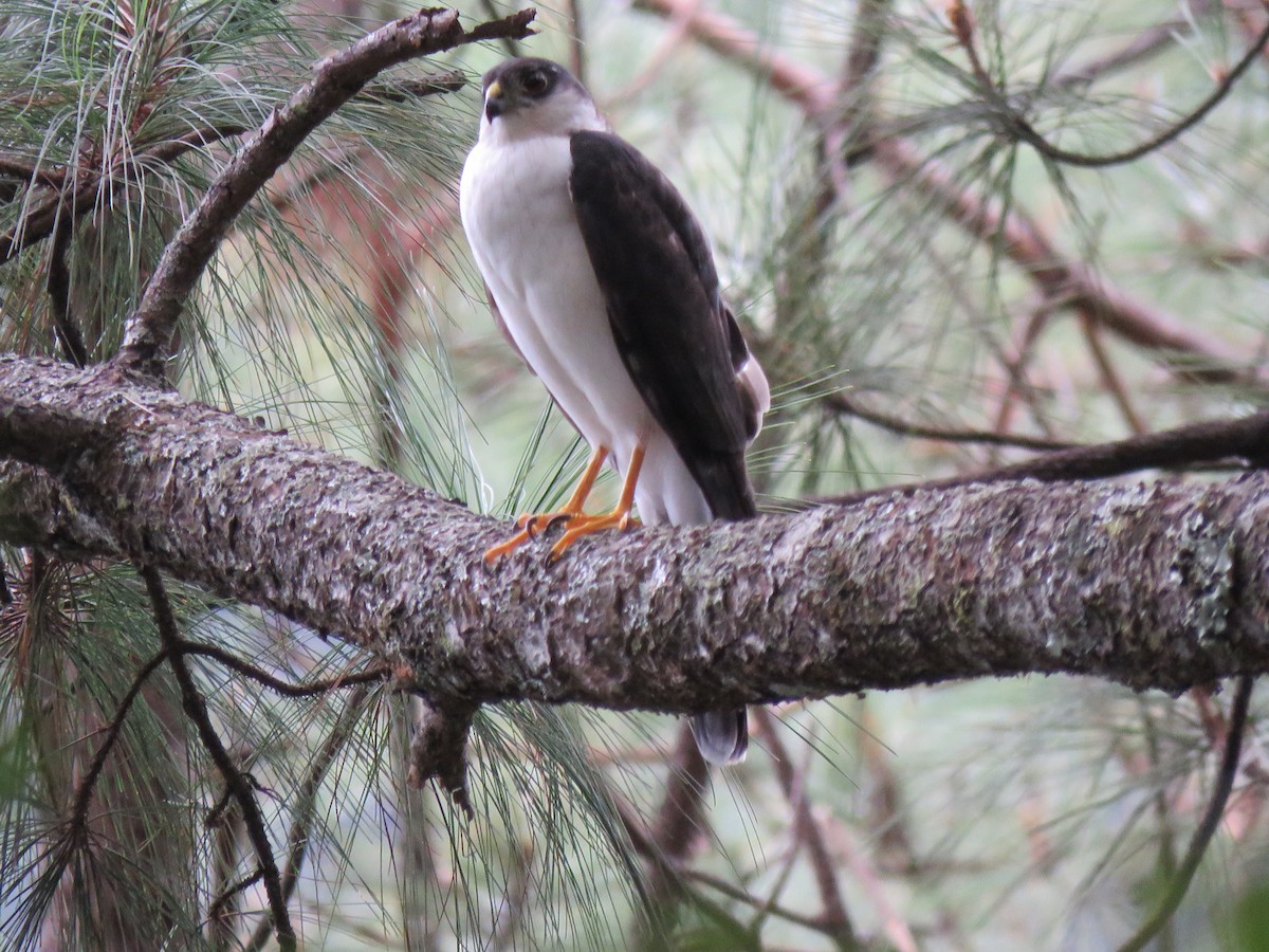 Sharp-shinned Hawk (White-breasted) - ML199371271