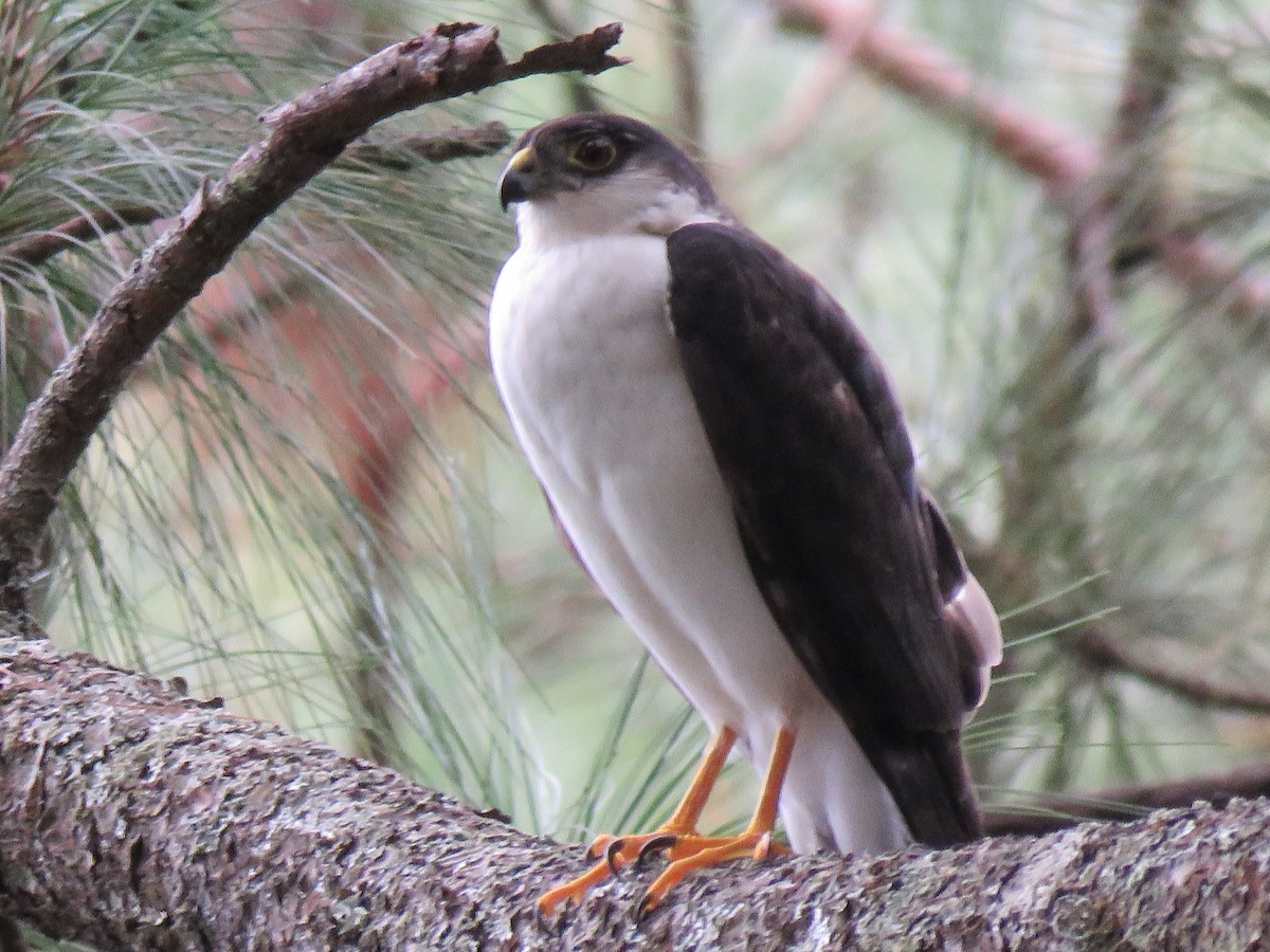 Sharp-shinned Hawk (White-breasted) - ML199371331