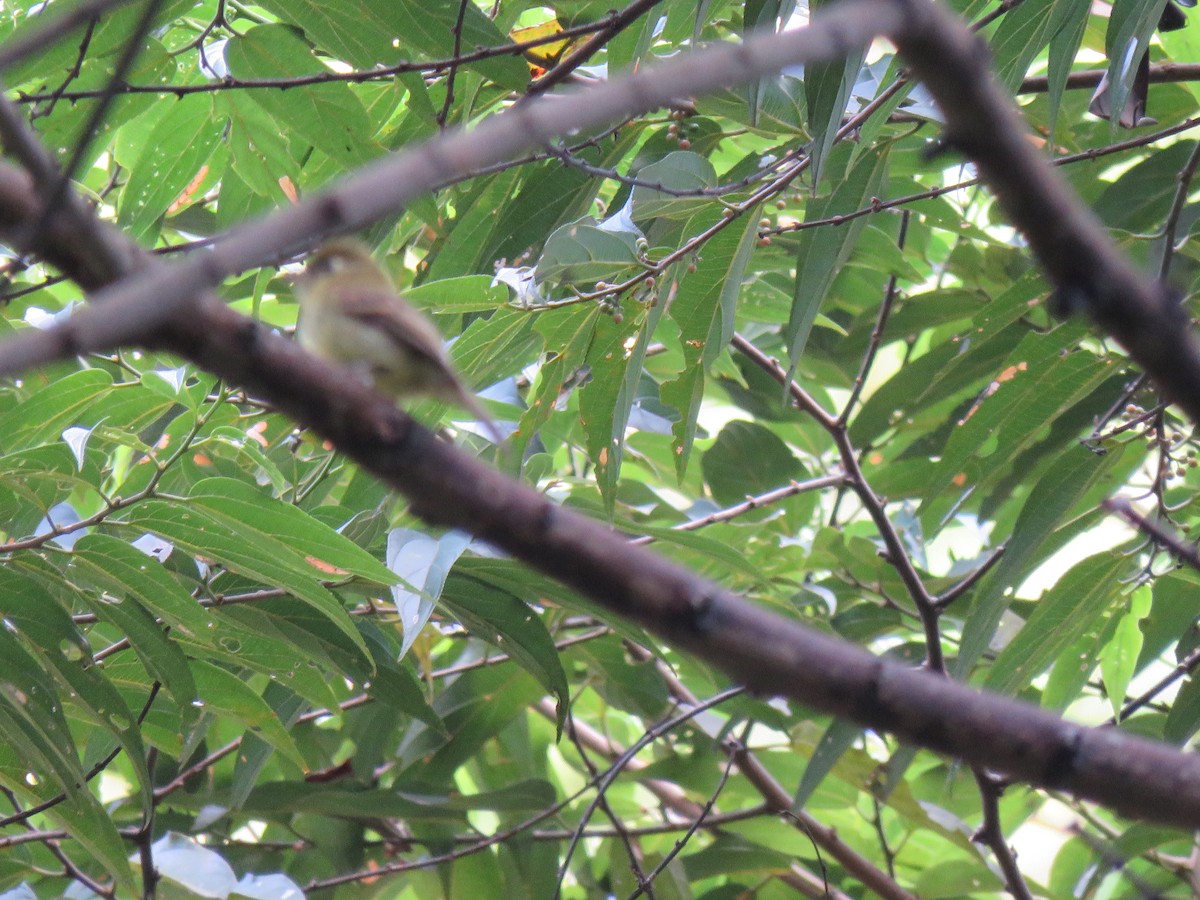 Eye-ringed Flatbill - ML199371371