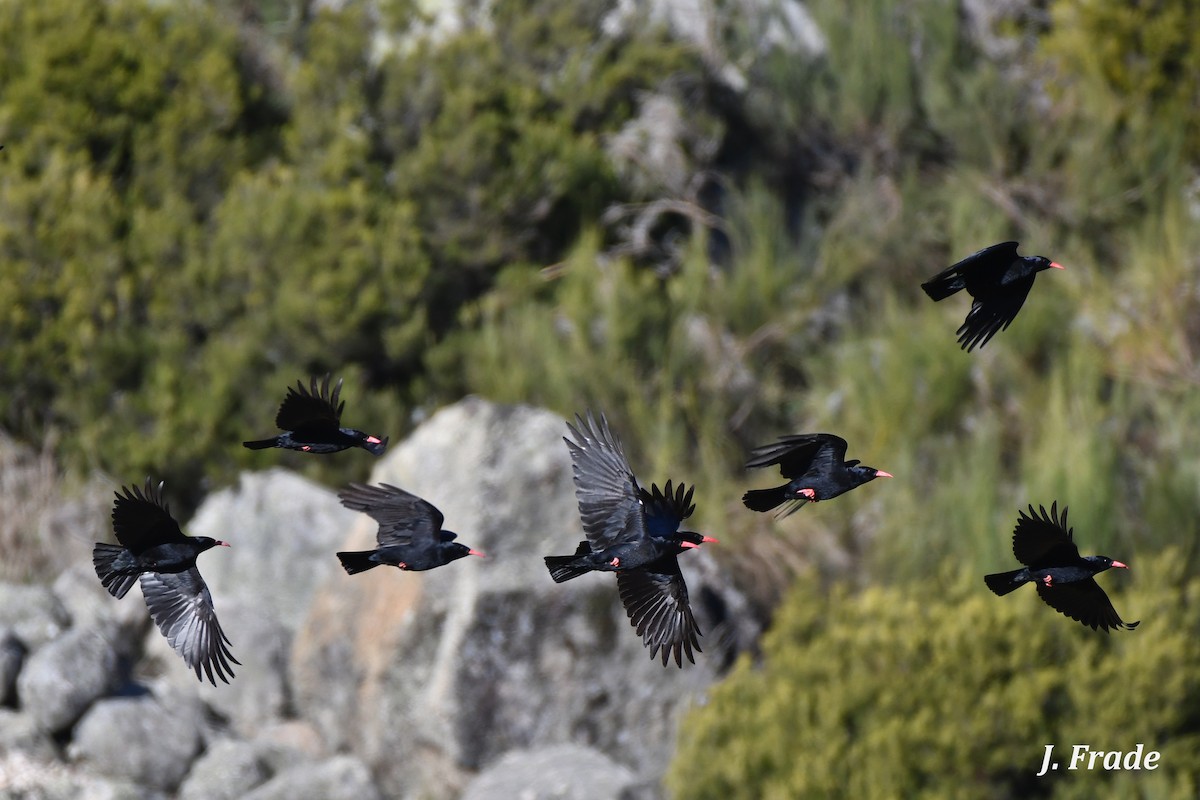 Red-billed Chough - ML199372721