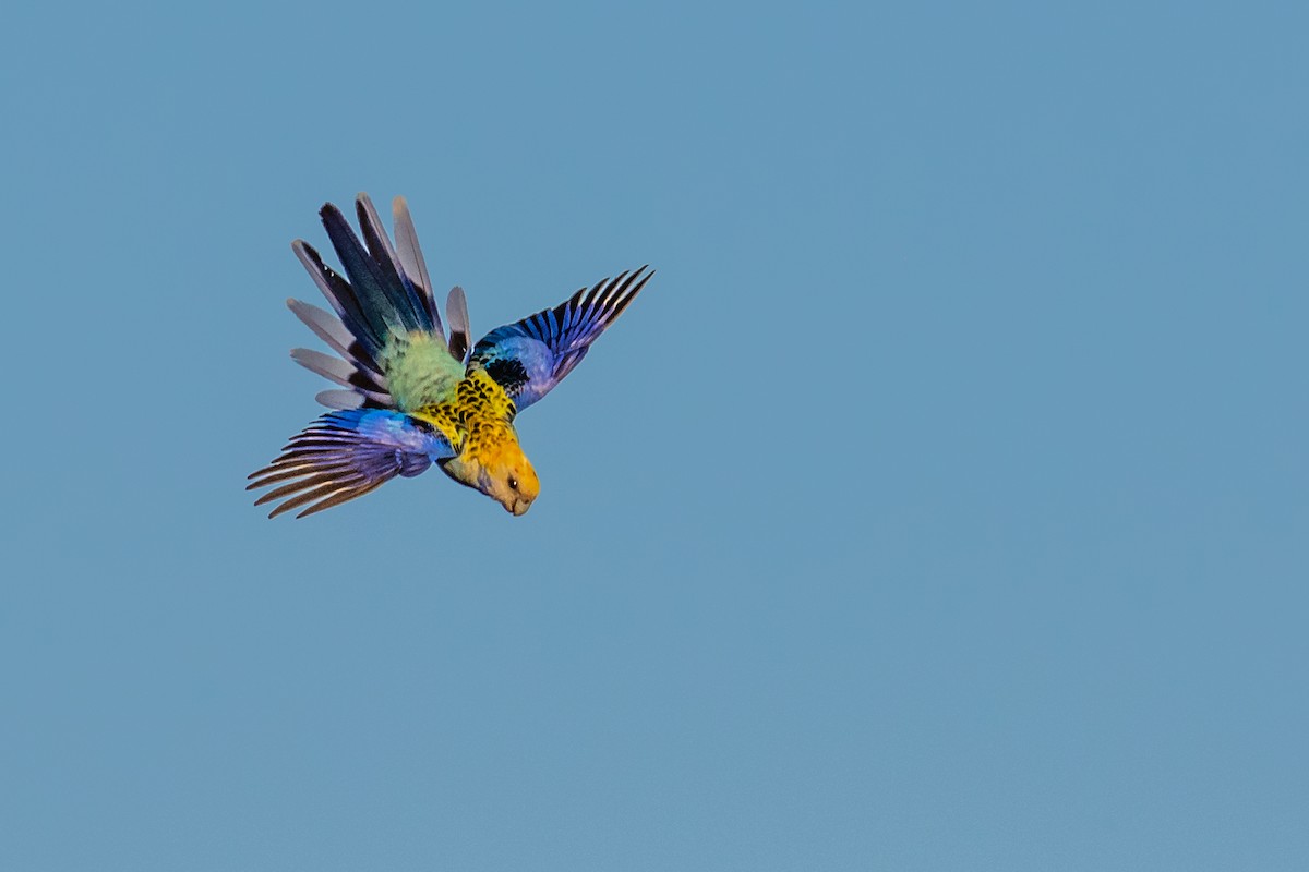 Pale-headed Rosella - Mike Andersen