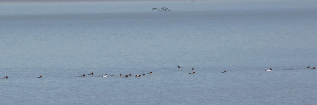 Common Goldeneye - ML199375531