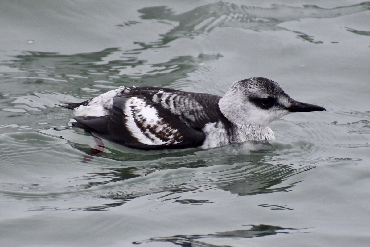 Black Guillemot - ML199375641