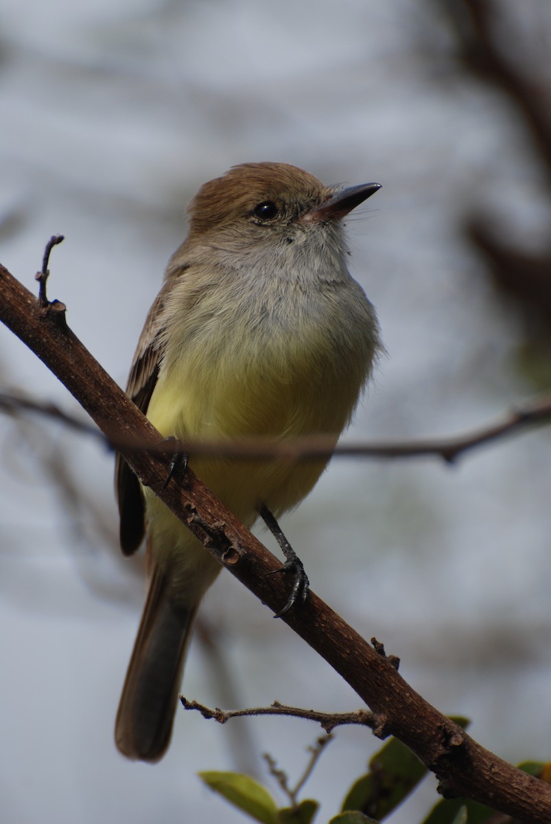 Galapagos Flycatcher - Debbie Wheeler