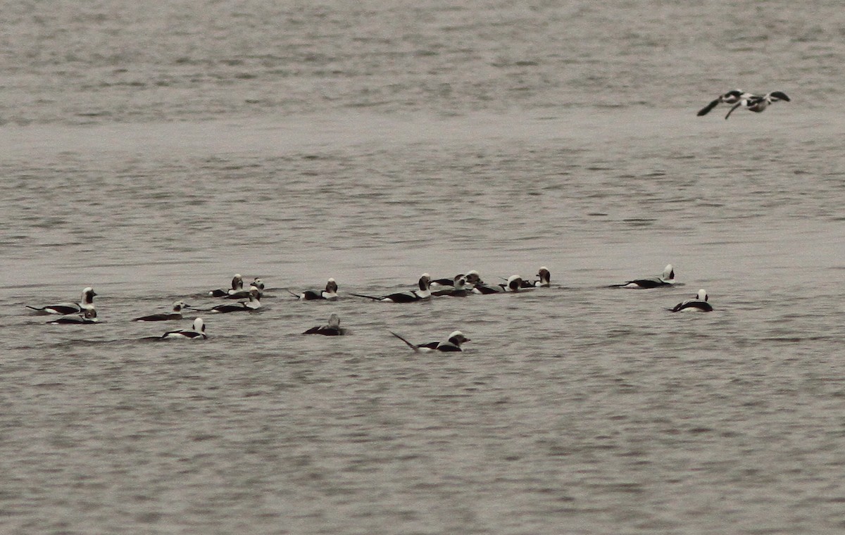 Long-tailed Duck - Steven Glynn