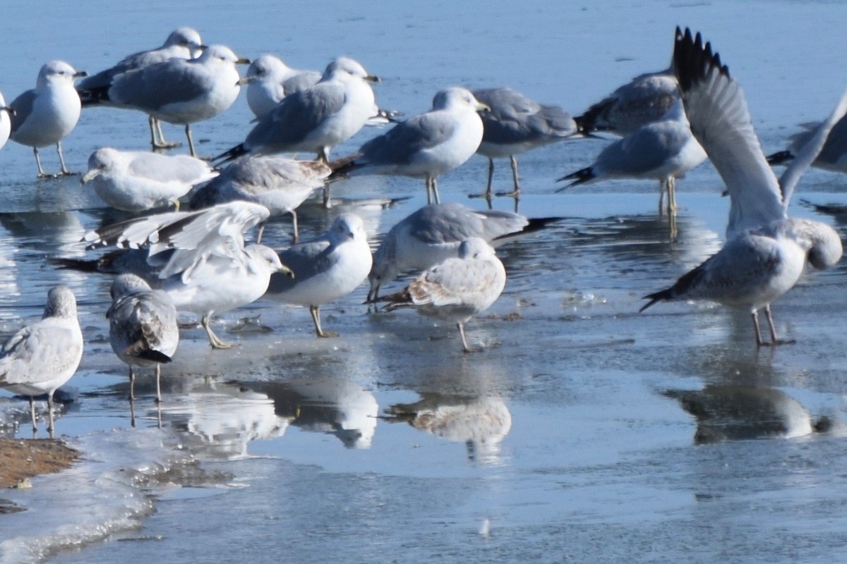 Short-billed Gull - ML199376901