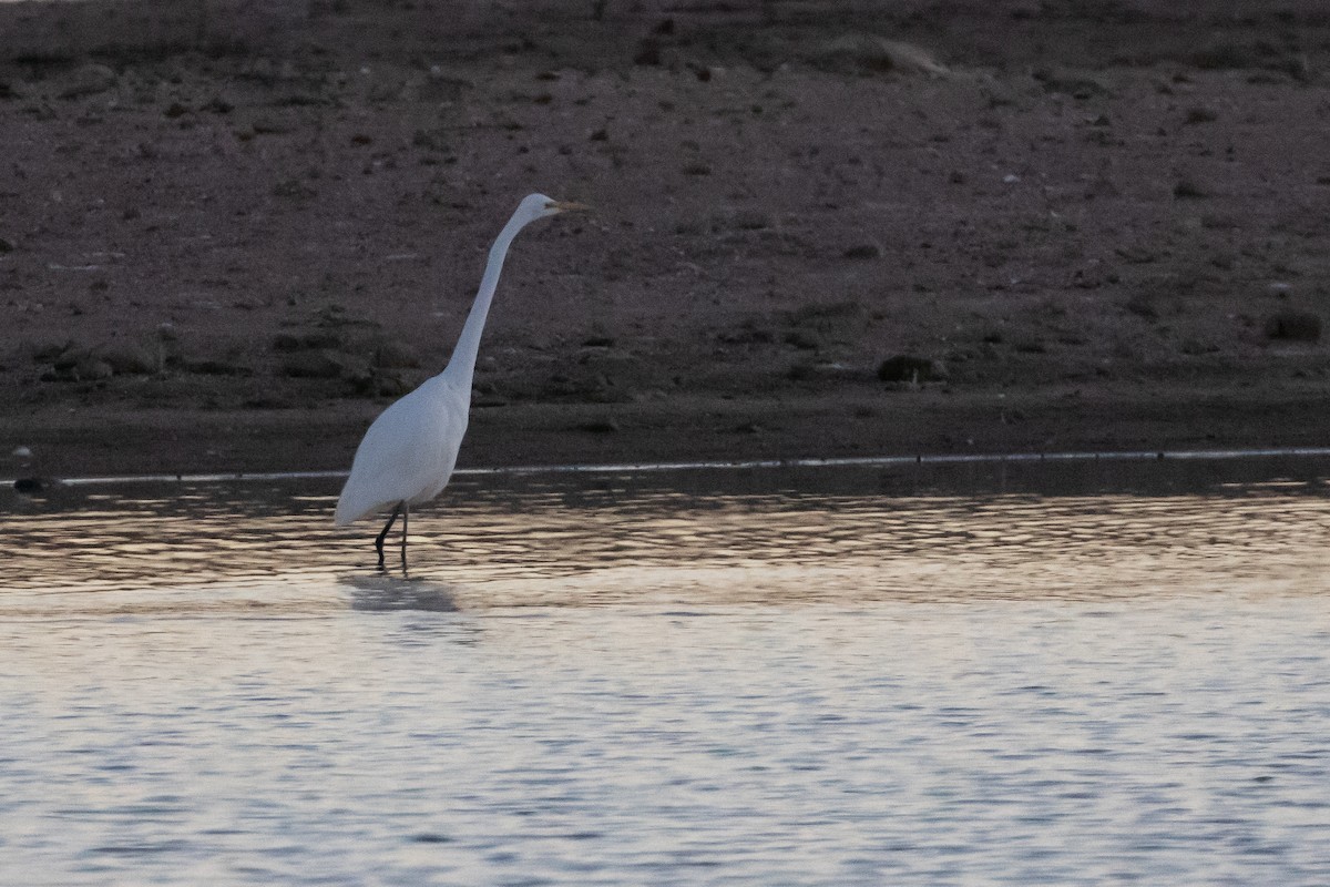 Great Egret - ML199377371