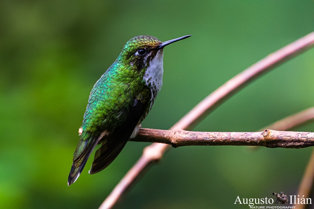 vimpelkolibri - ML199379361