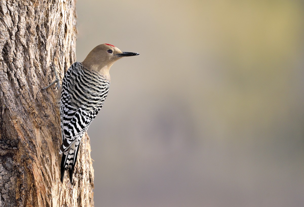 Gila Woodpecker - ML199379631