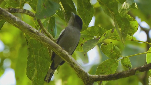 White-winged Becard - ML199380231