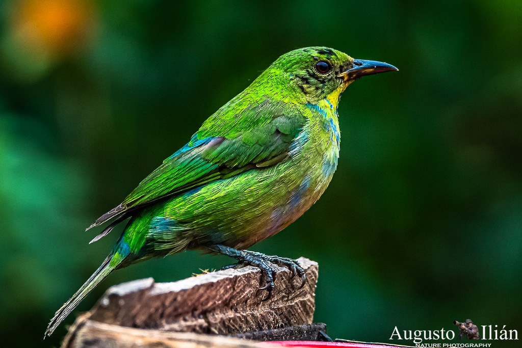 Green Honeycreeper - ML199380651